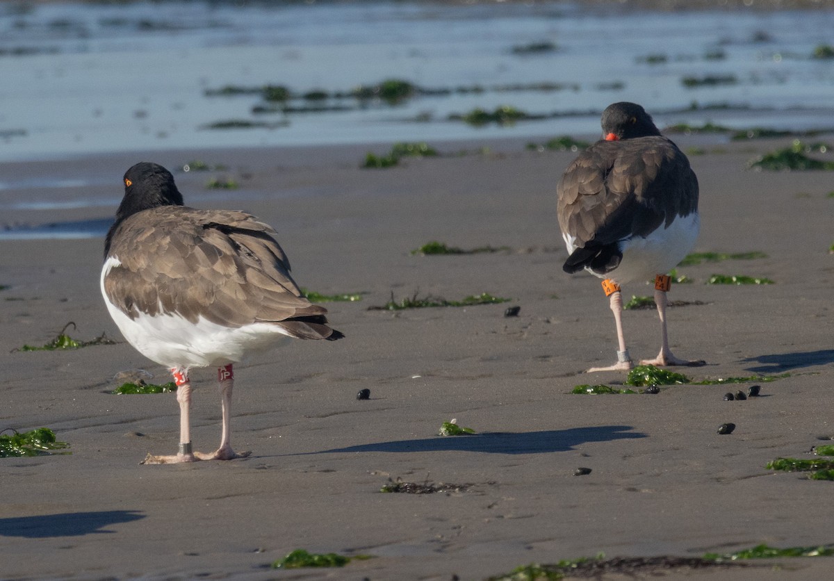 American Oystercatcher - ML642995346