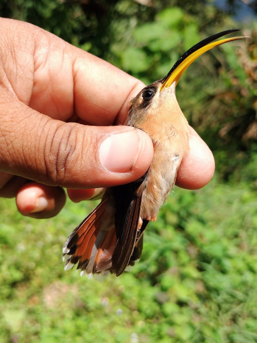 Rufous-breasted Hermit - ML642995349