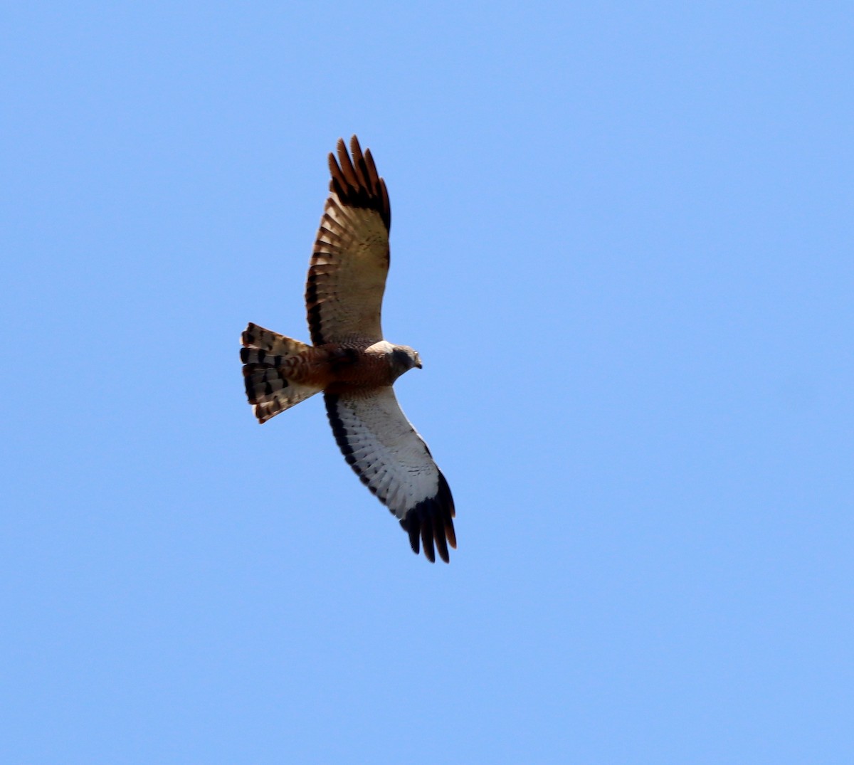 Cinereous Harrier - ML642995356