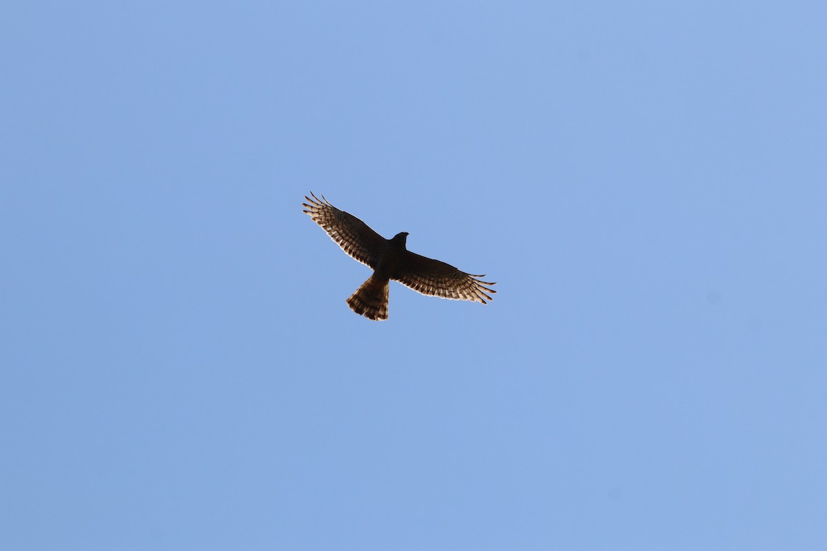 Cinereous Harrier - ML642995380