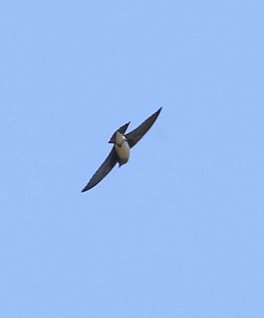 White-banded Swallow - ML642995399