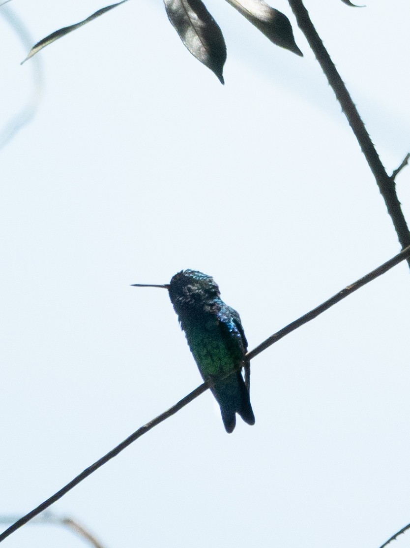 Red-billed Emerald - ML642995400