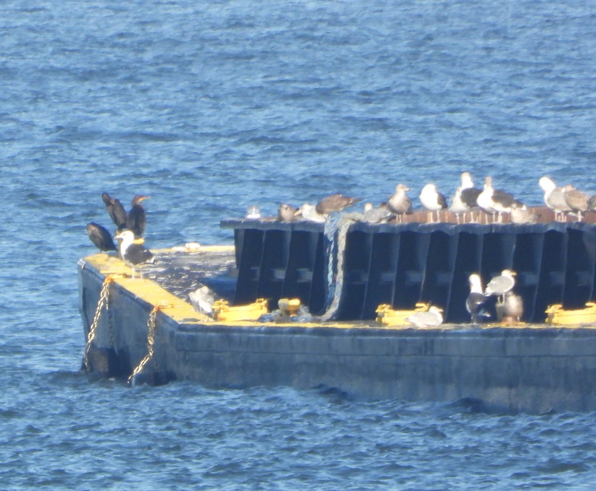 Double-crested Cormorant - ML642995410