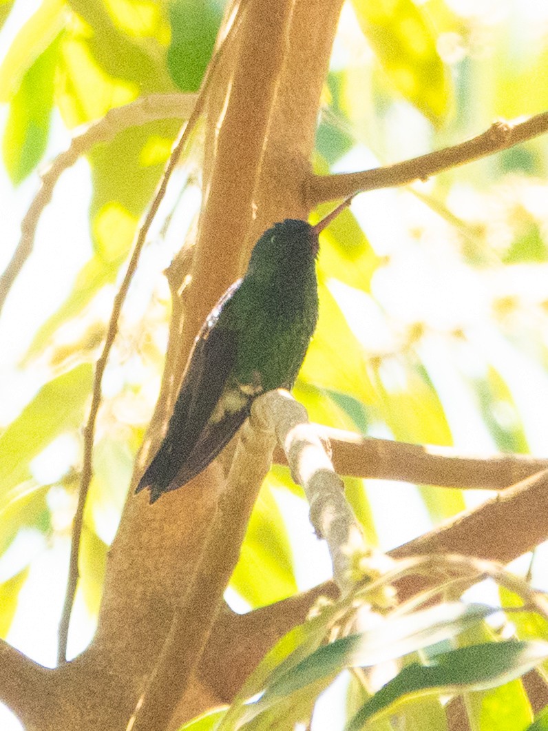 Indigo-capped Hummingbird - ML642995411