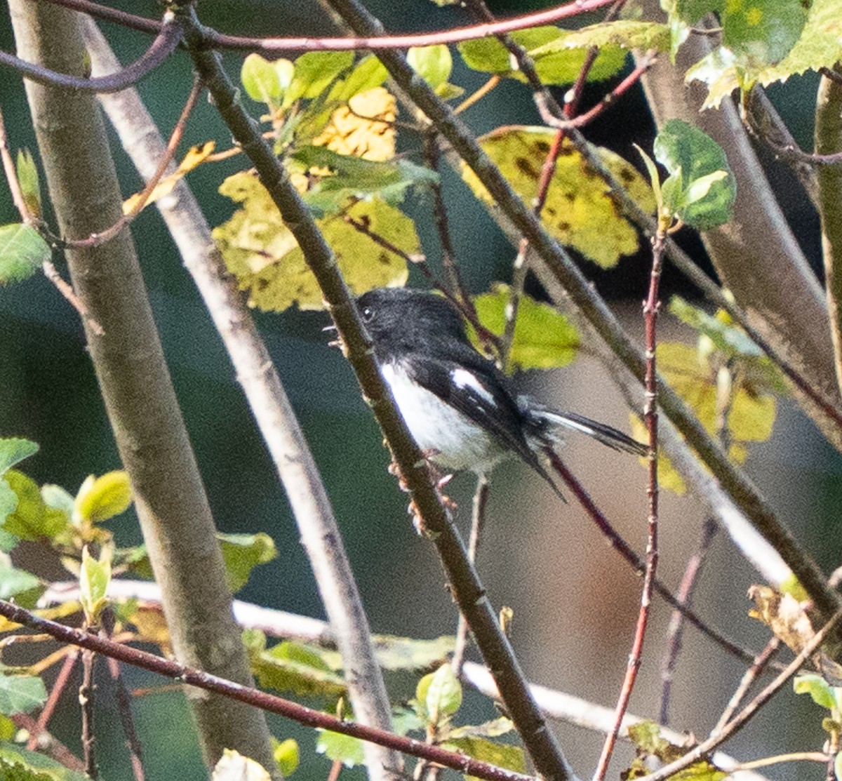 Tomtit Bülbülü - ML642995422