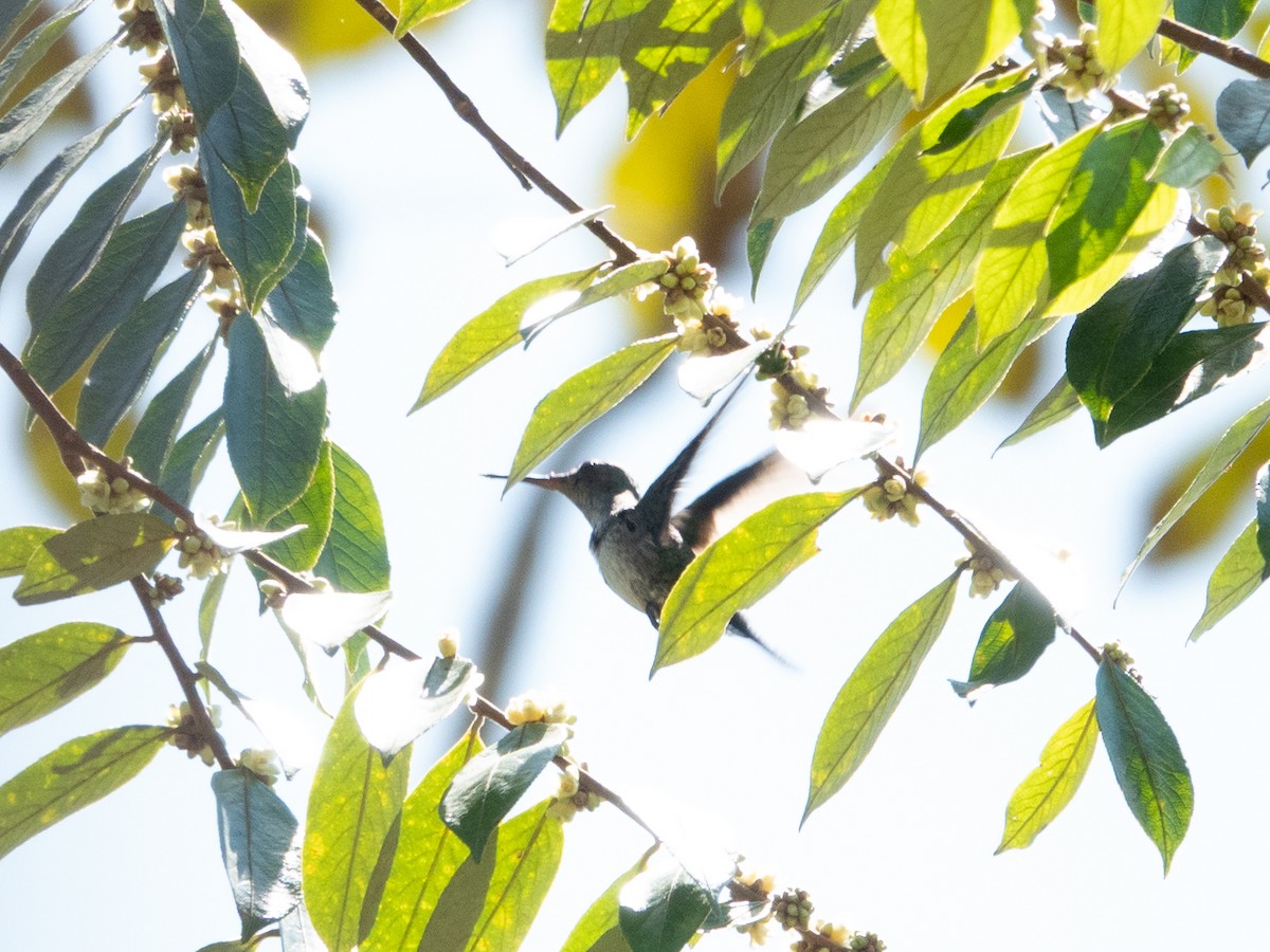Violet-bellied Hummingbird - ML642995423