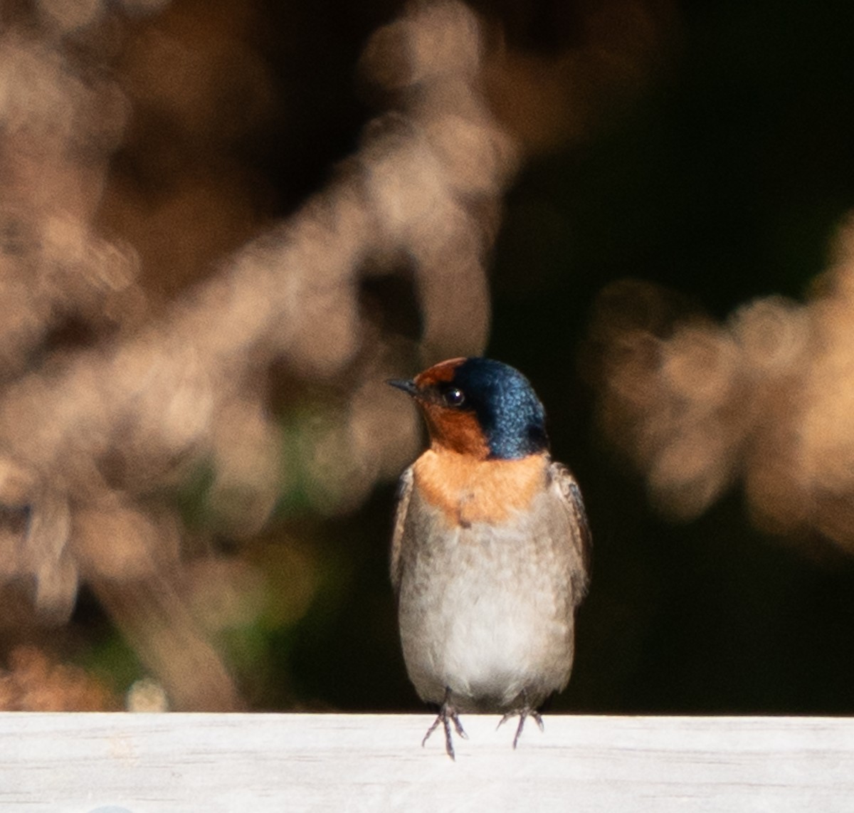 Welcome Swallow - ML642995430