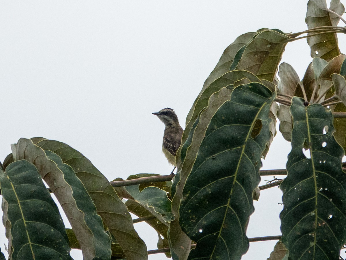Piratic Flycatcher - ML642995431