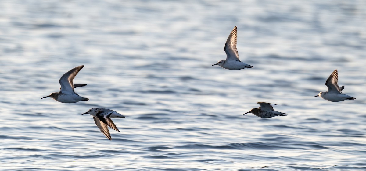 Bécasseau sanderling - ML642995433