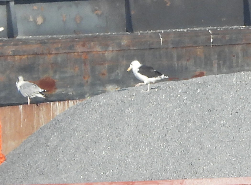 Great Black-backed Gull - ML642995439