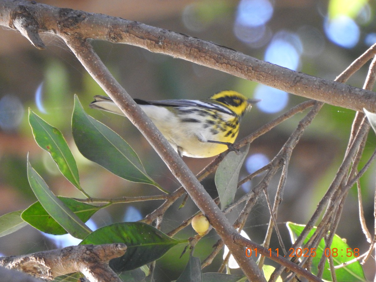 Townsend's Warbler - ML642995443