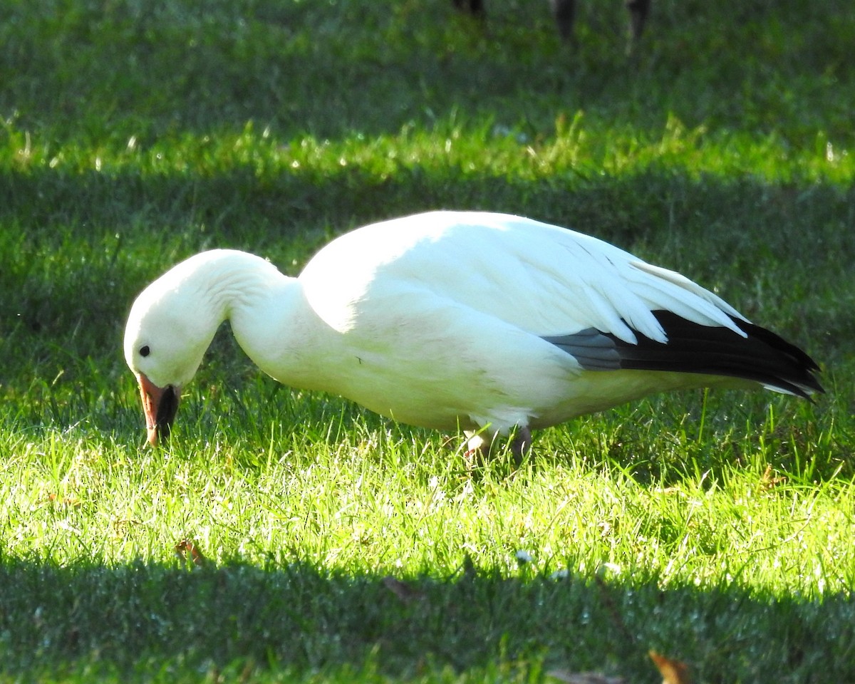 Snow Goose - ML642995444