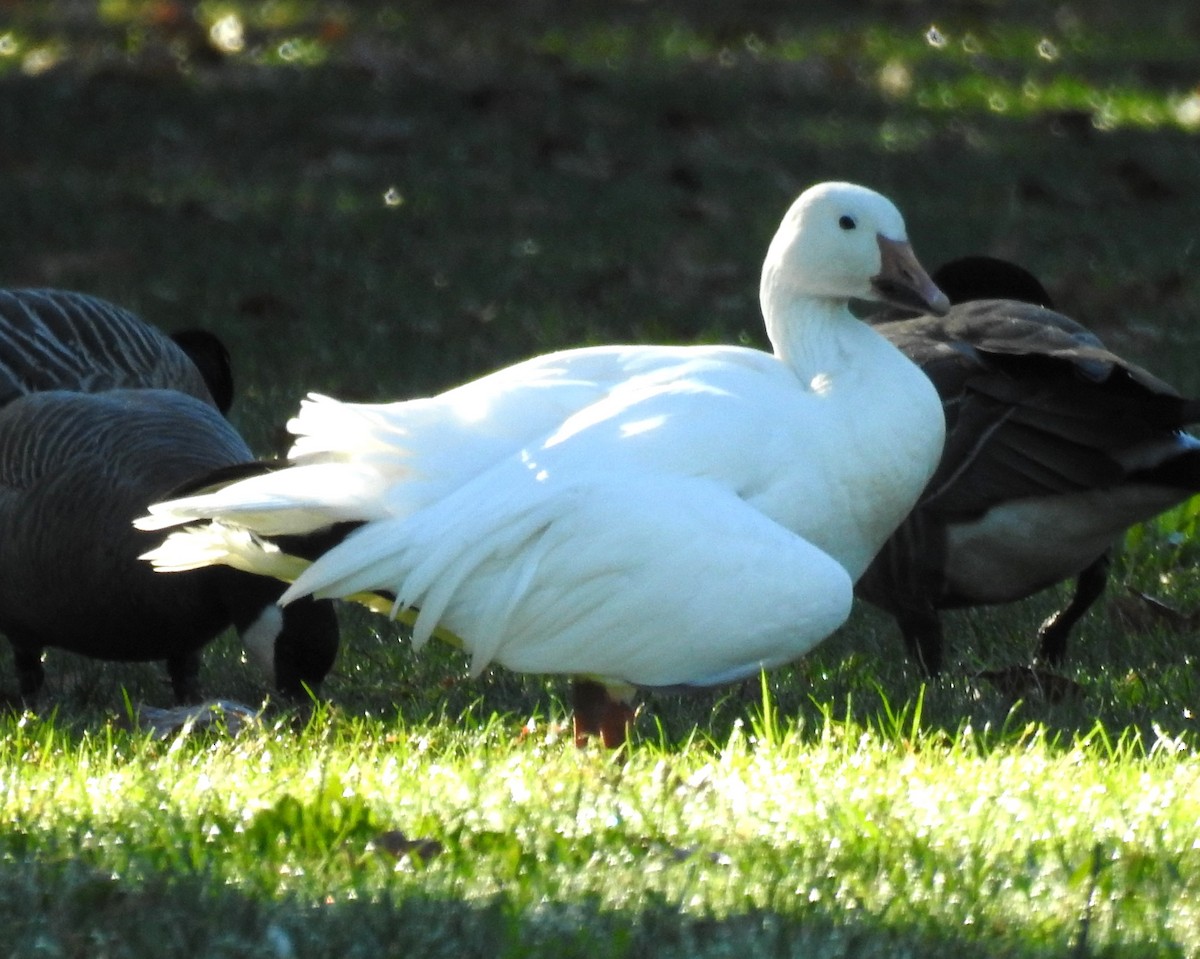 Snow Goose - ML642995445
