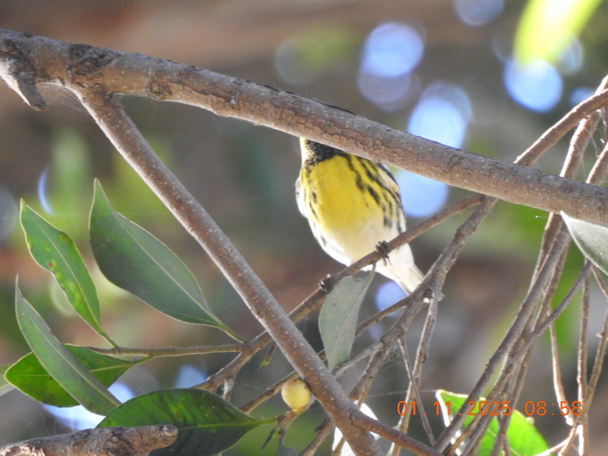 Townsend's Warbler - ML642995446