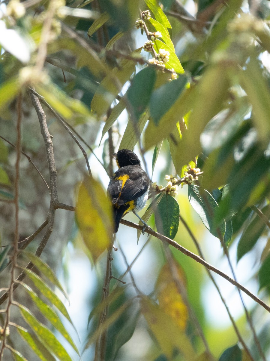 Yellow-backed Tanager - ML642995449