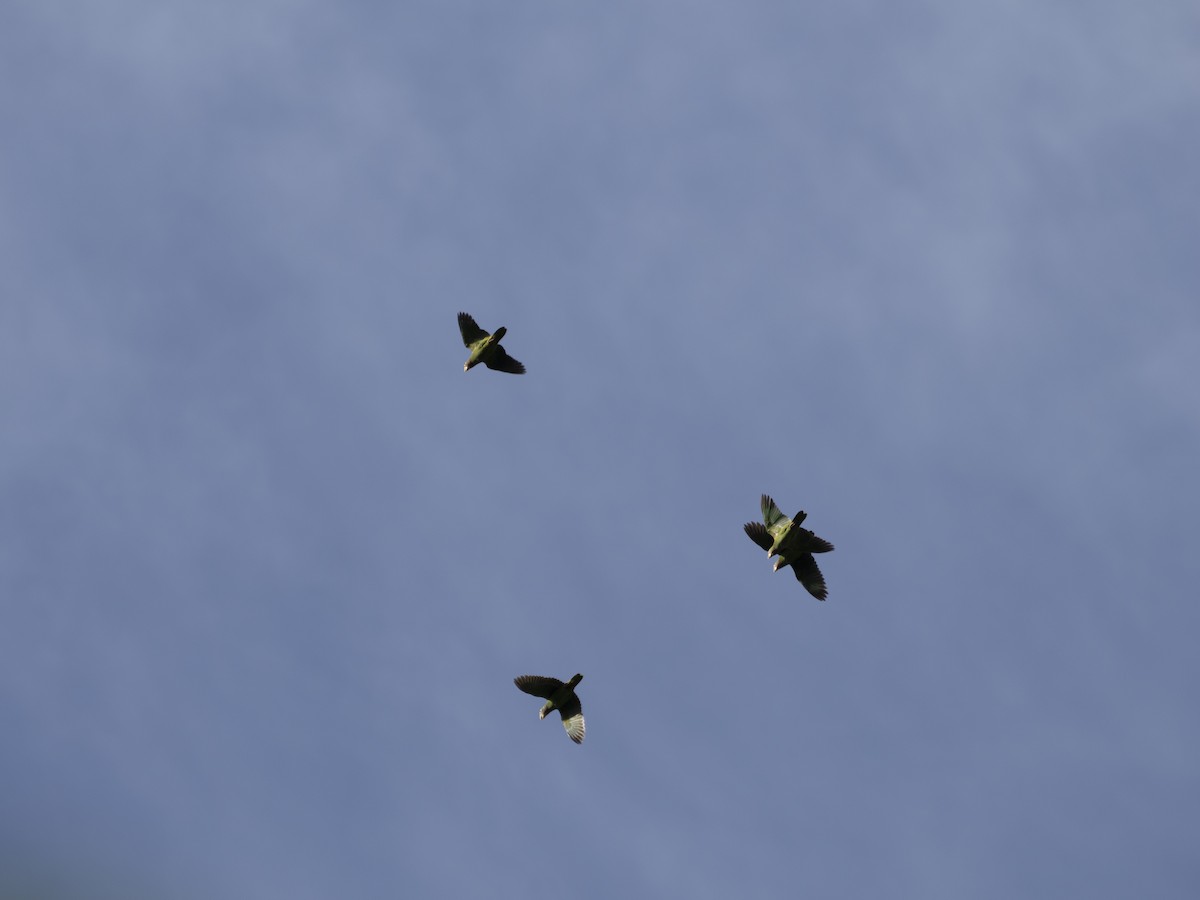 Yellow-billed Amazon - ML642995451