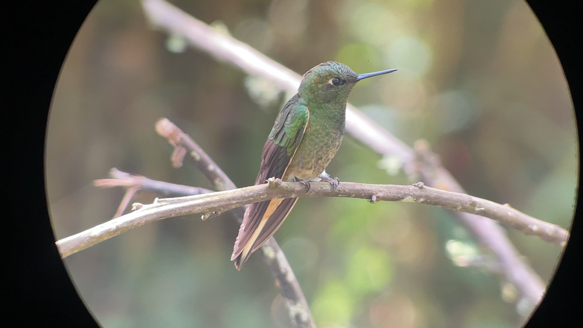 Buff-tailed Coronet - ML642995453