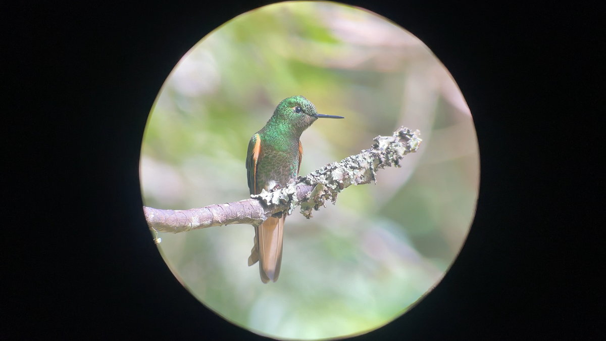 Buff-tailed Coronet - ML642995455