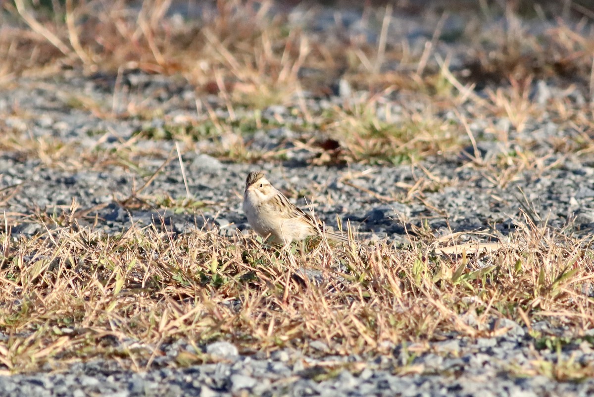 Clay-colored Sparrow - ML642995456