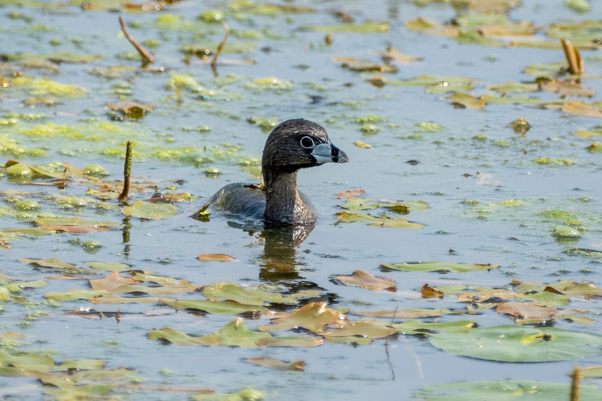 Pied-billed Grebe - ML642995457