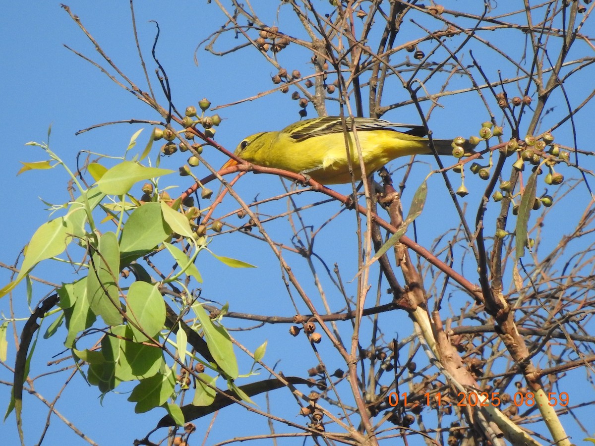 Western Tanager - ML642995460