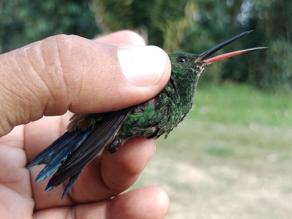 Copper-rumped Hummingbird - ML642995461