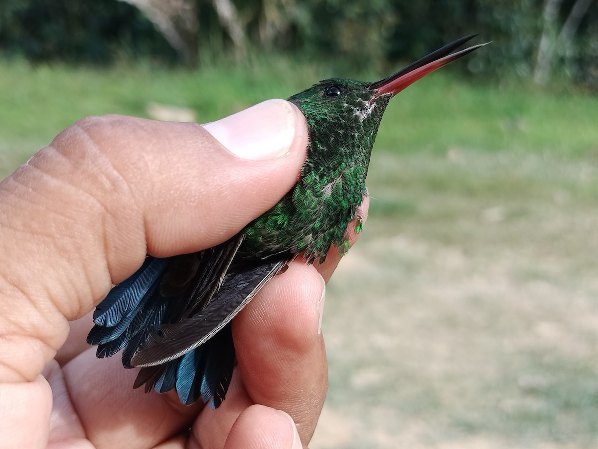 Copper-rumped Hummingbird - ML642995462
