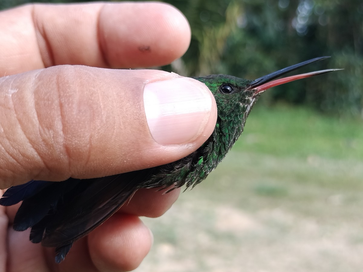 Copper-rumped Hummingbird - ML642995463