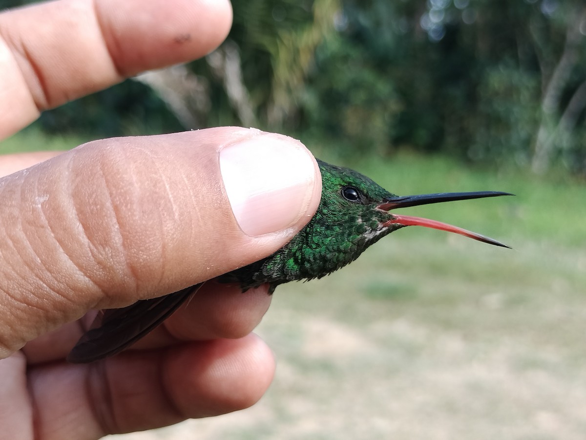 Copper-rumped Hummingbird - ML642995464