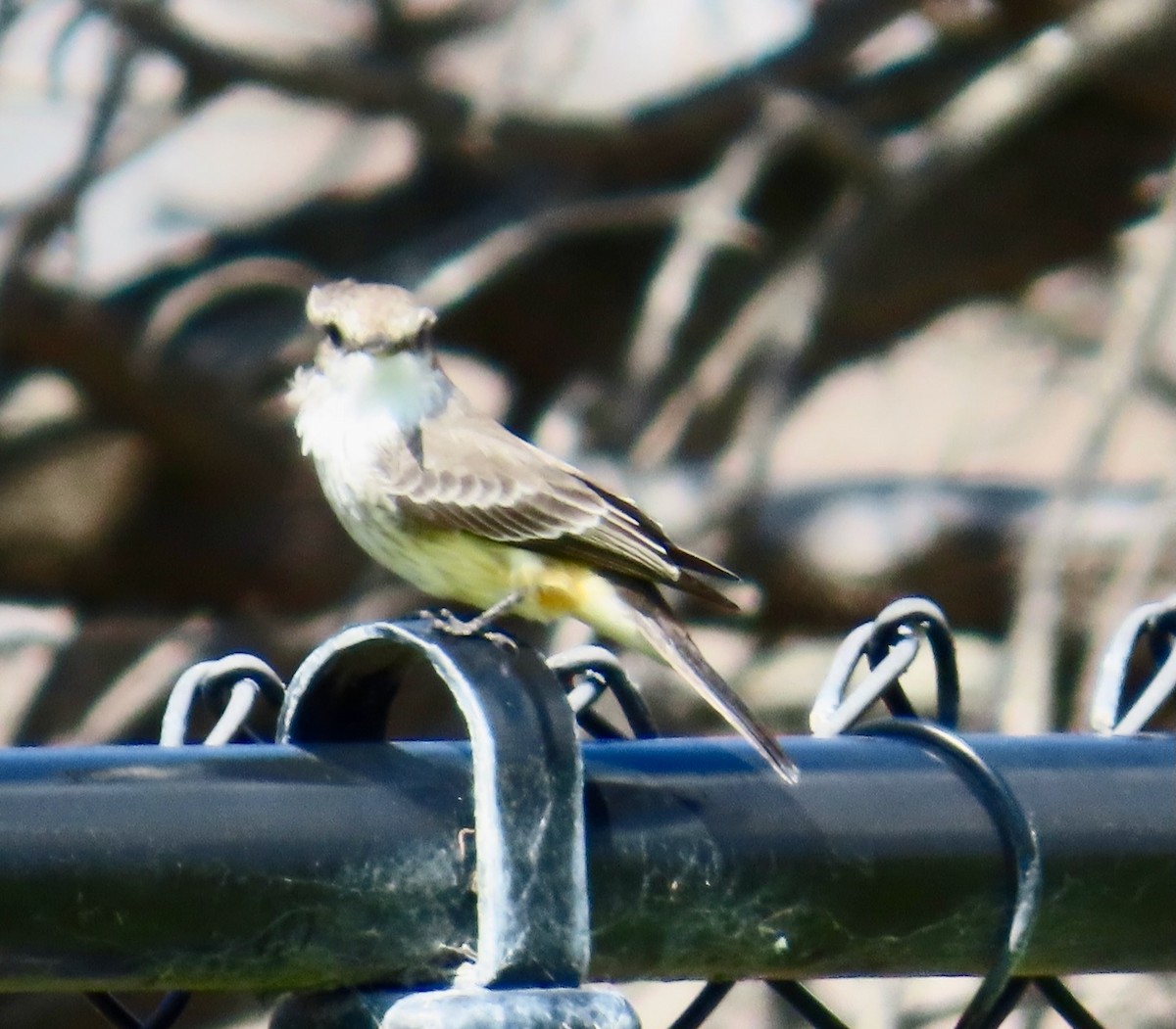 Vermilion Flycatcher - ML642995468