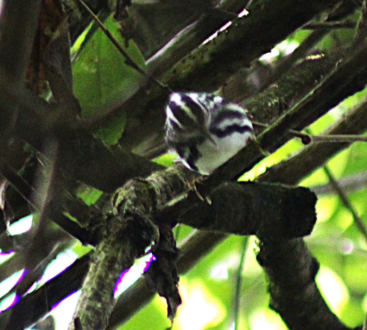Black-and-white Warbler - ML642995475