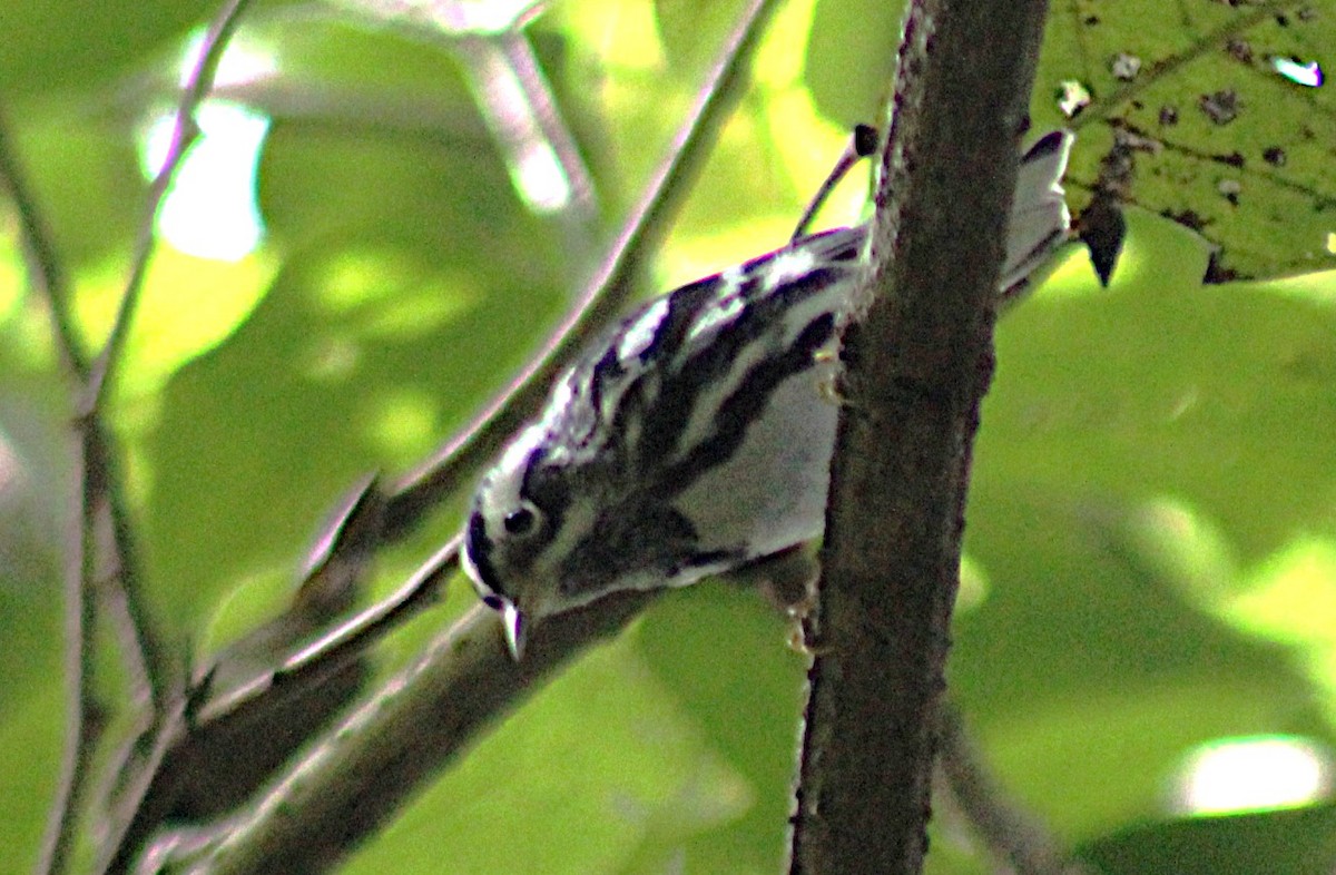 Black-and-white Warbler - ML642995476