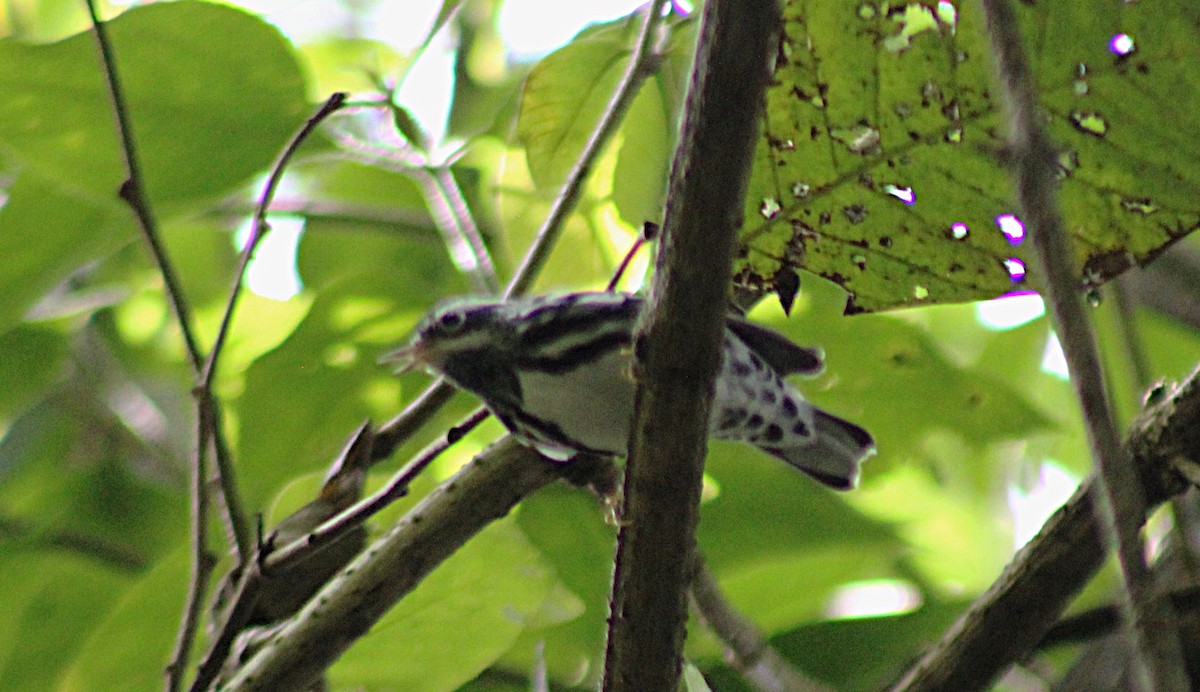 Black-and-white Warbler - ML642995477