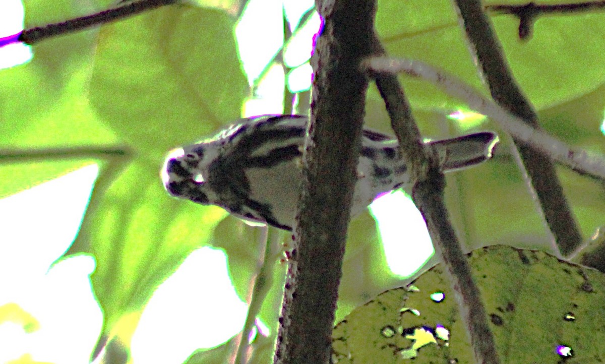 Black-and-white Warbler - ML642995478