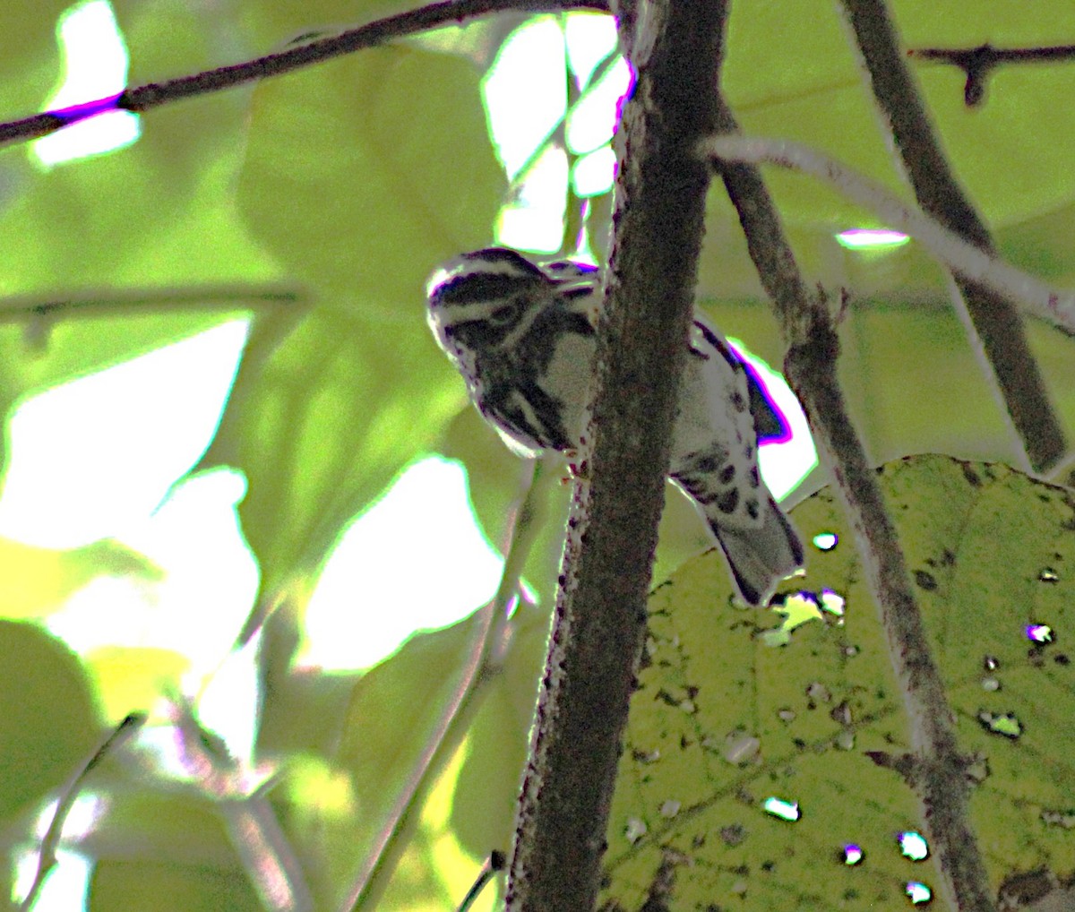 Black-and-white Warbler - ML642995479