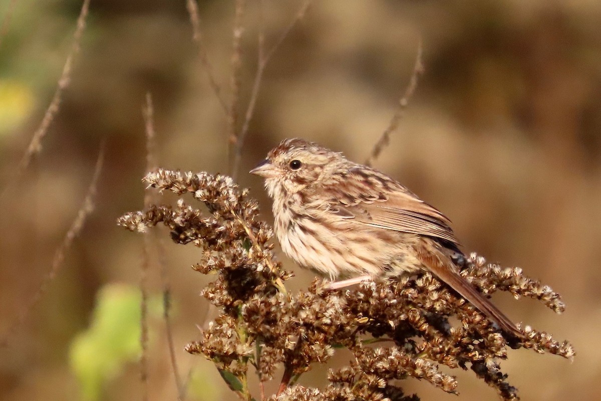 Song Sparrow - ML642995480