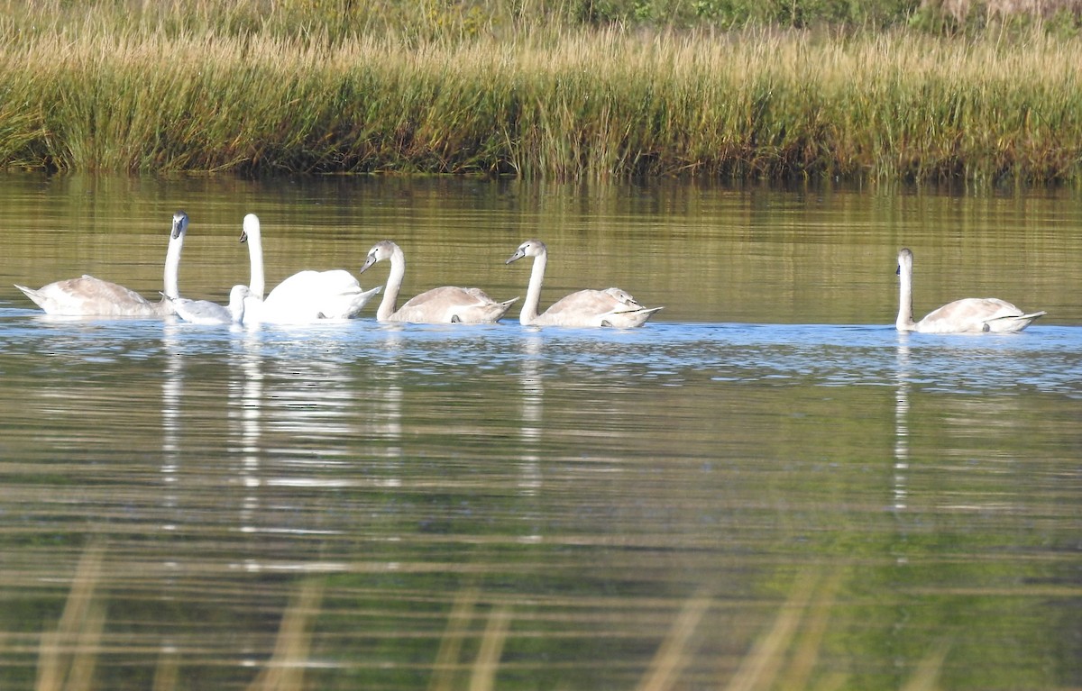 Höckerschwan - ML642995483