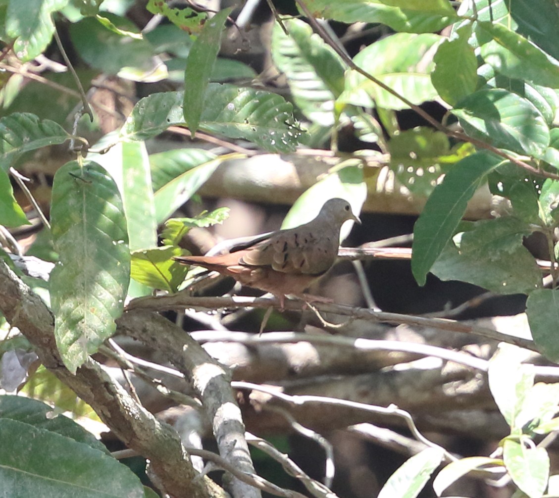 Ruddy Ground Dove - ML642995504