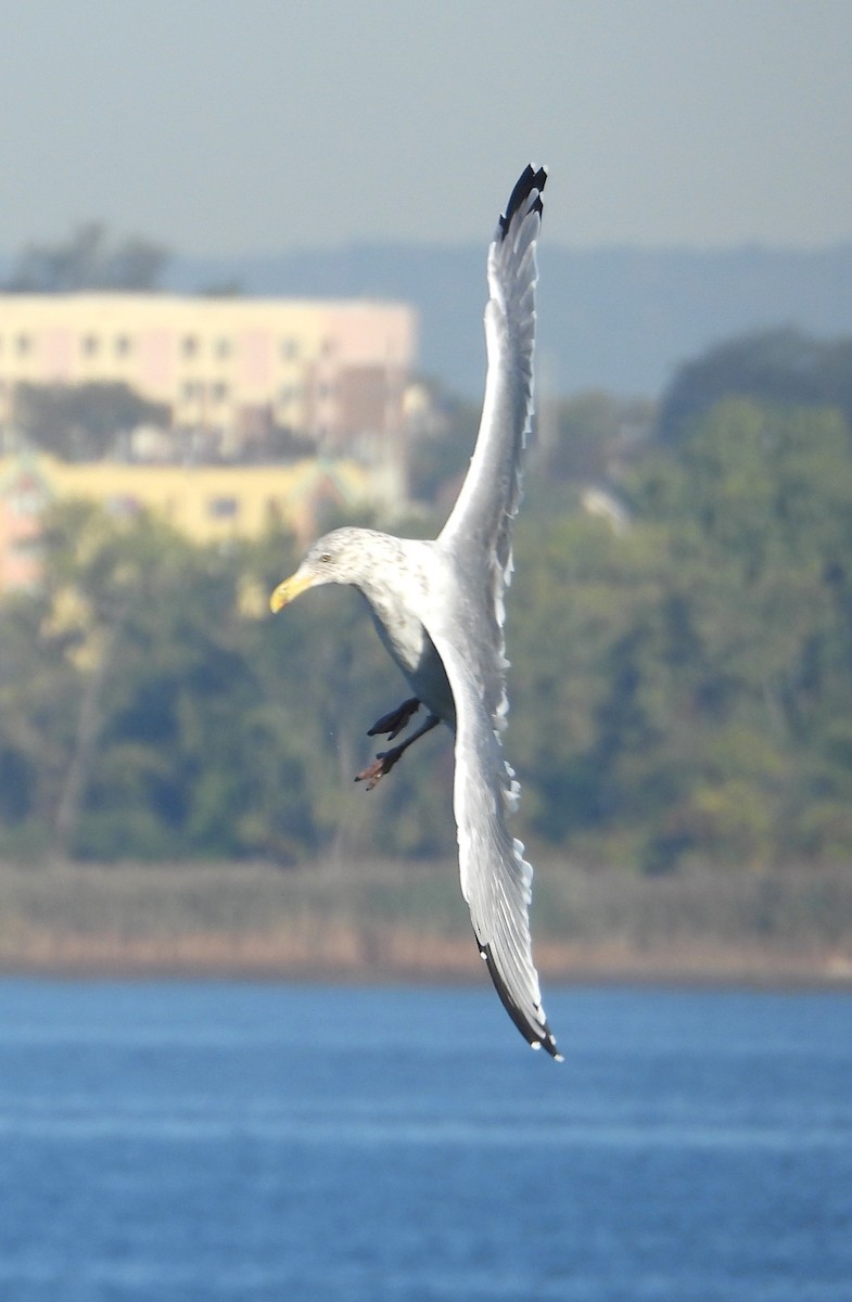American Herring Gull - ML642995520