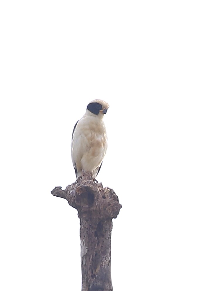 Laughing Falcon - ML642995521