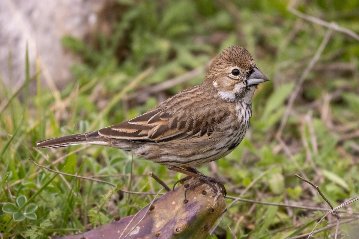 Lark Bunting - ML642995527