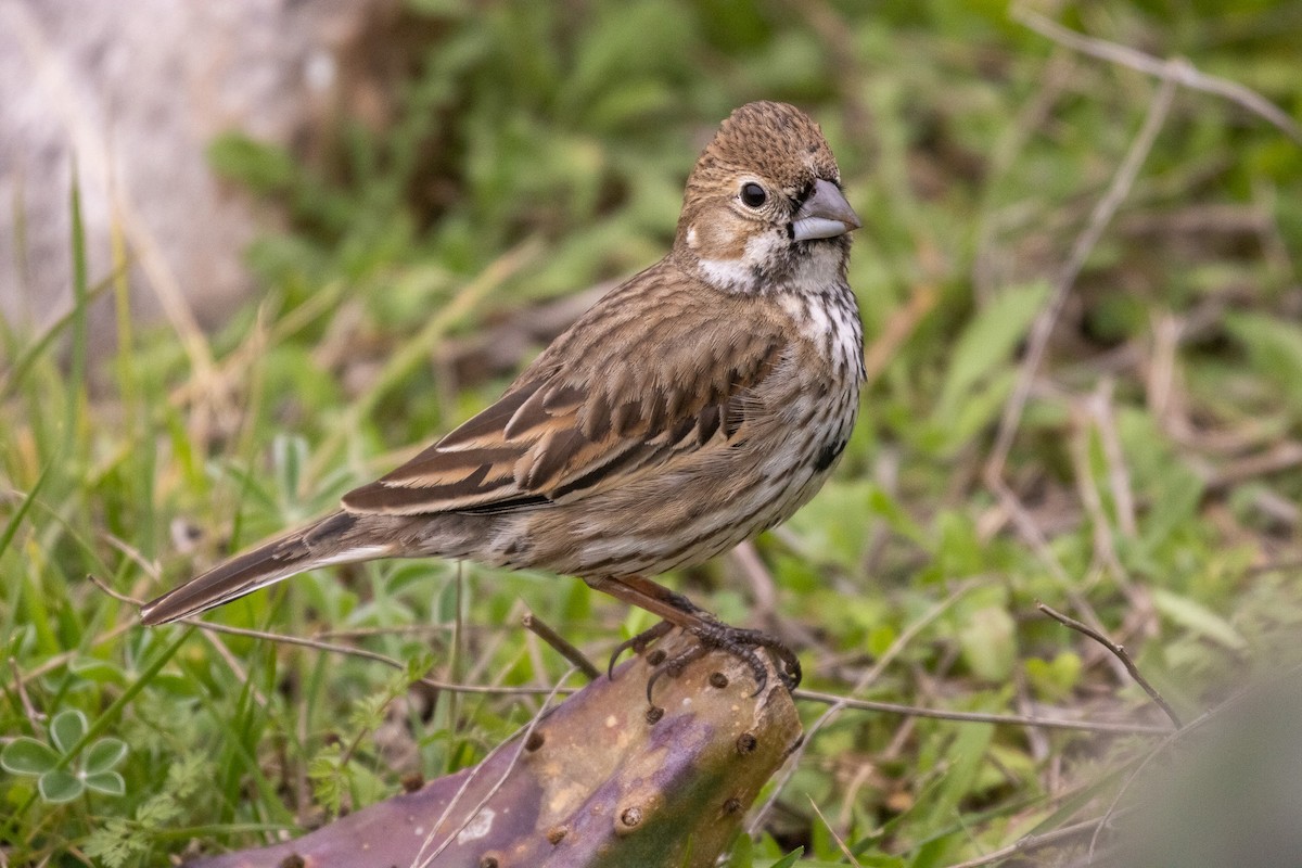 Lark Bunting - ML642995528