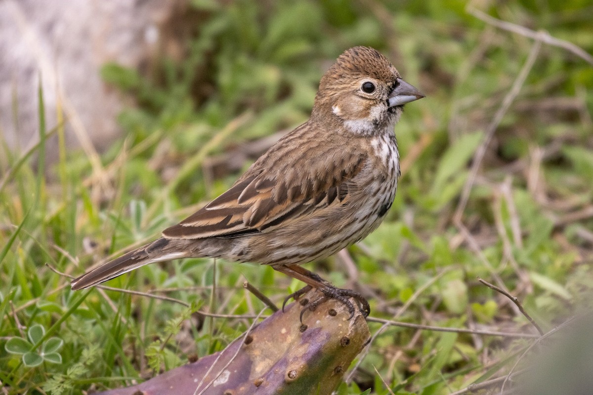 Lark Bunting - ML642995529