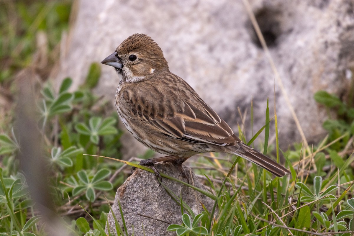 Lark Bunting - ML642995530