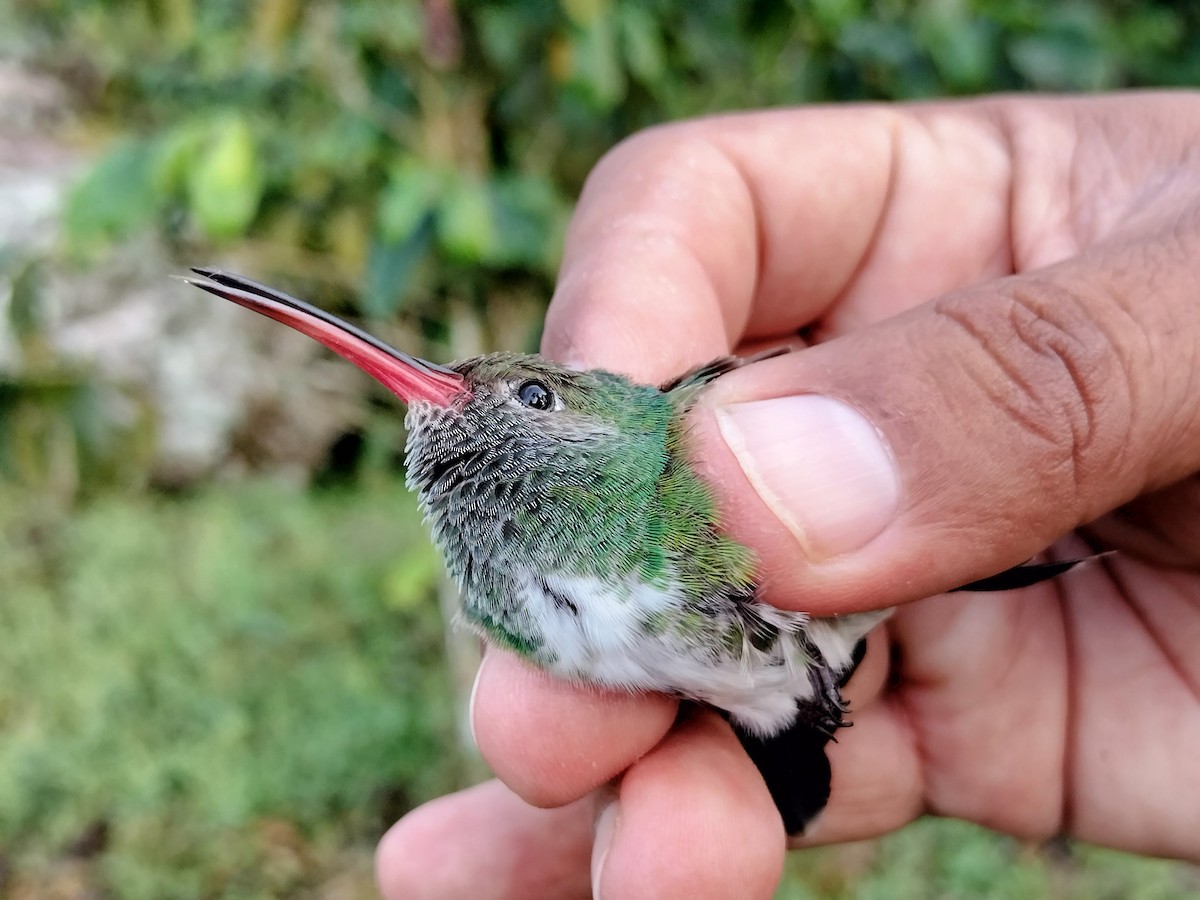 Glittering-throated Emerald - ML642995536