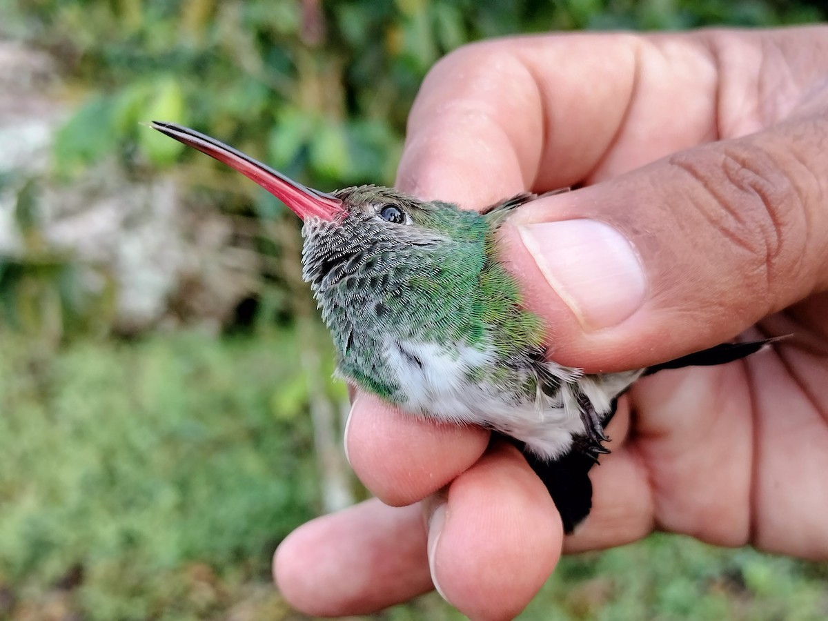Glittering-throated Emerald - ML642995537