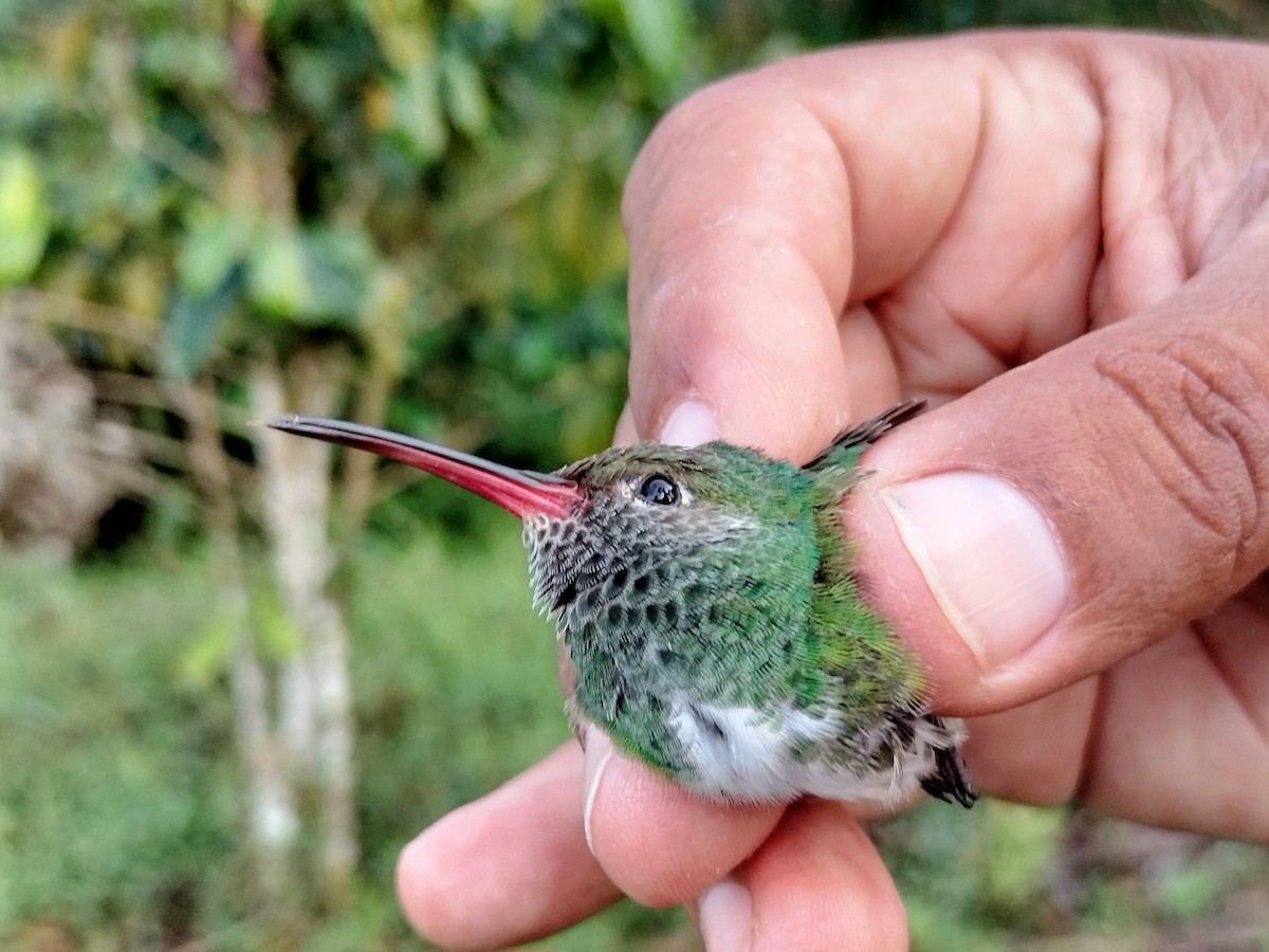 Glittering-throated Emerald - ML642995538