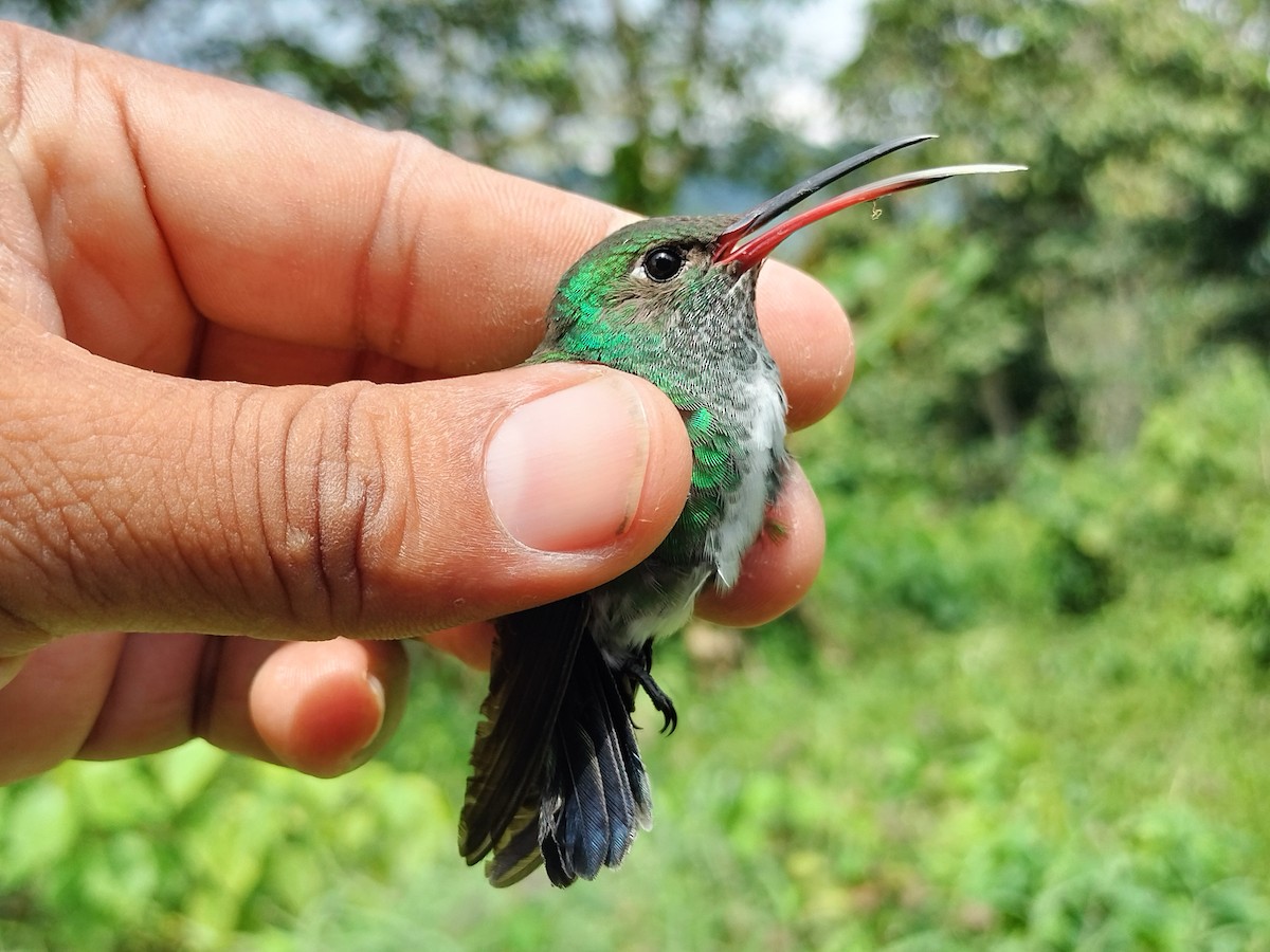 Glittering-throated Emerald - ML642995539