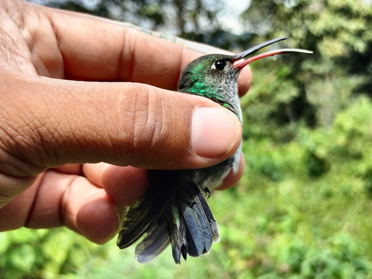 Glittering-throated Emerald - ML642995540