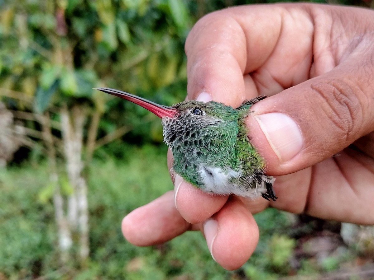 Glittering-throated Emerald - ML642995541